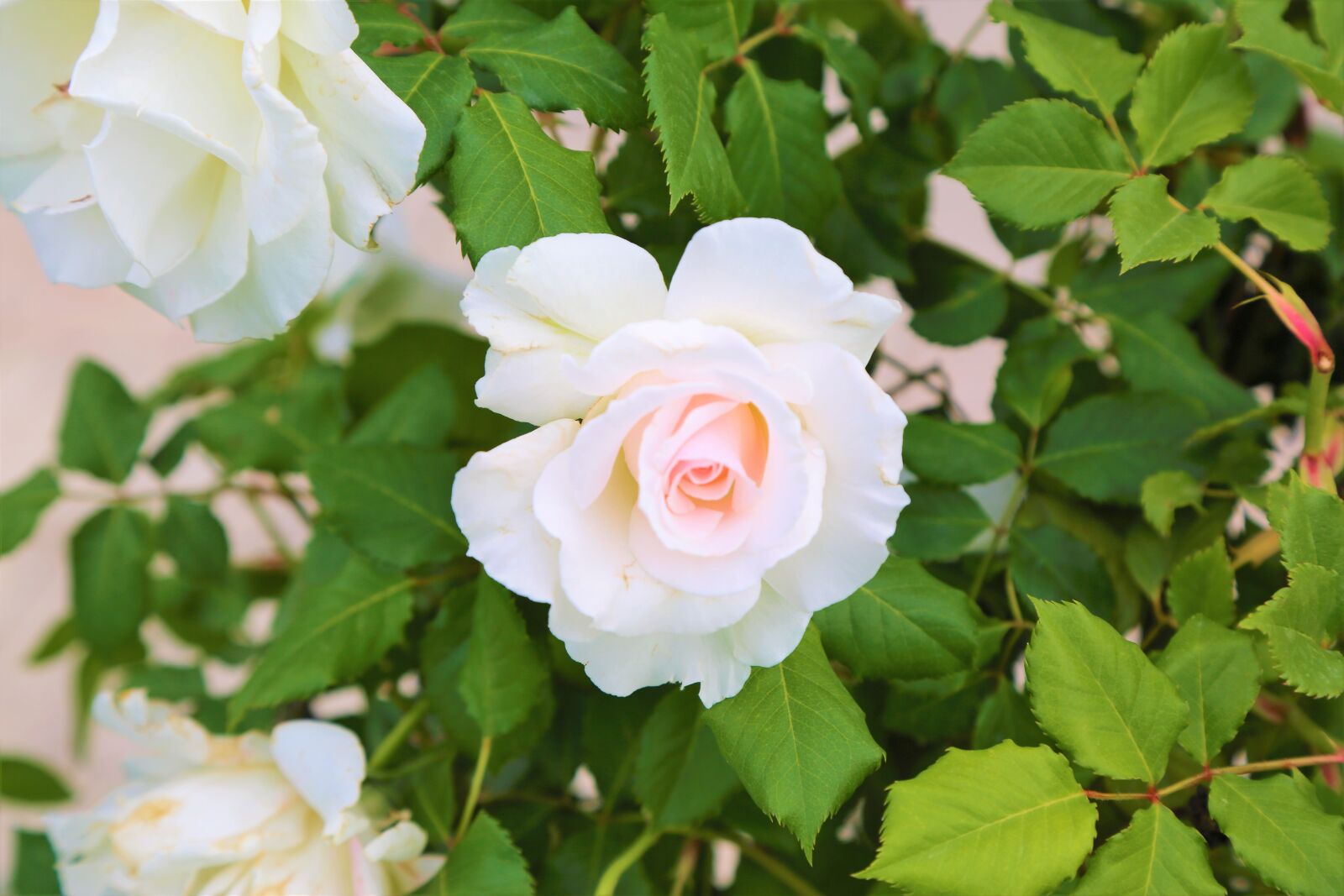 Canon EOS 5D Mark III sample photo. Rose, nature, garden photography