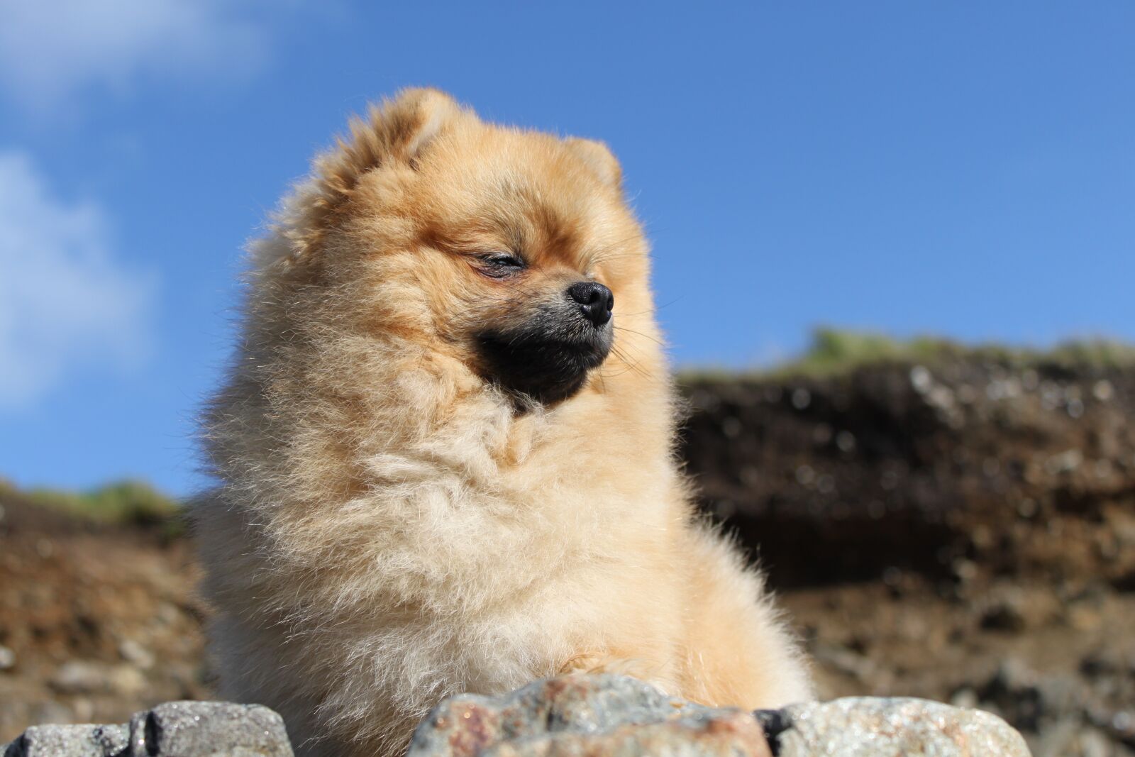 Canon EOS 500D (EOS Rebel T1i / EOS Kiss X3) sample photo. Spitz miniature, nature, animals photography