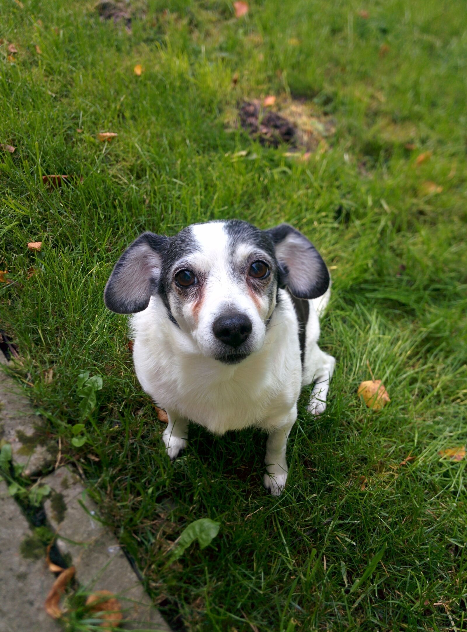 LG Nexus 5 sample photo. Dog, animal, white dog photography