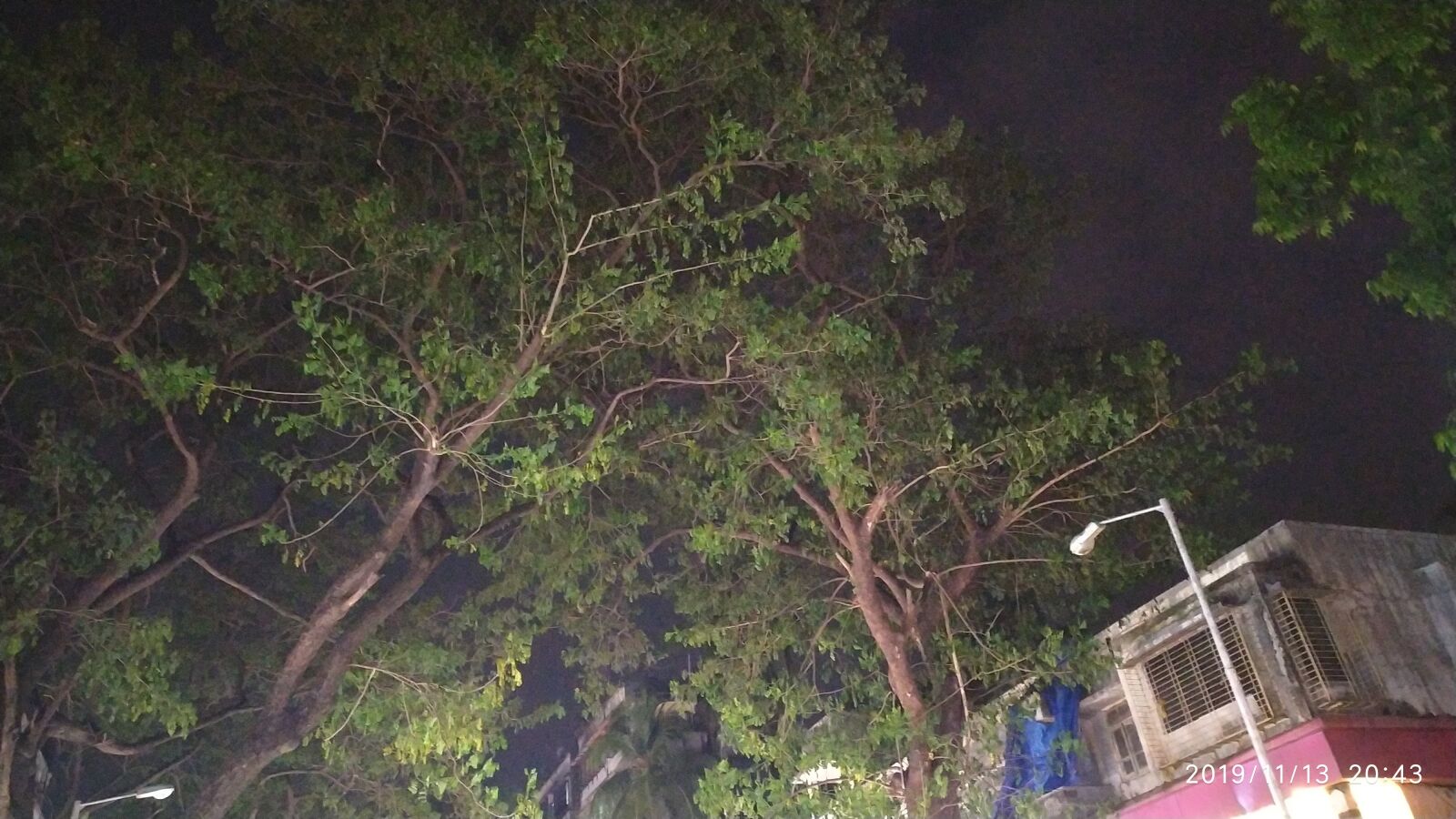Xiaomi Redmi Note 7S sample photo. Night, city, tree photography