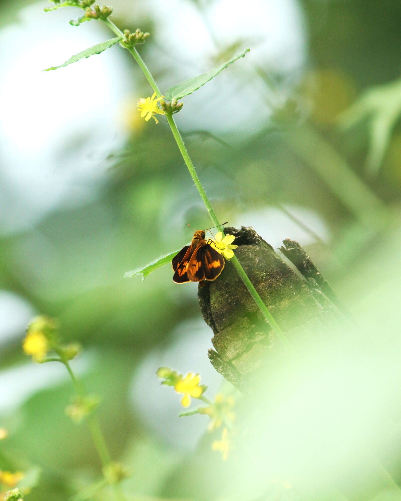 Canon EOS 1300D (EOS Rebel T6 / EOS Kiss X80) sample photo. Kerala, india, skipper photography