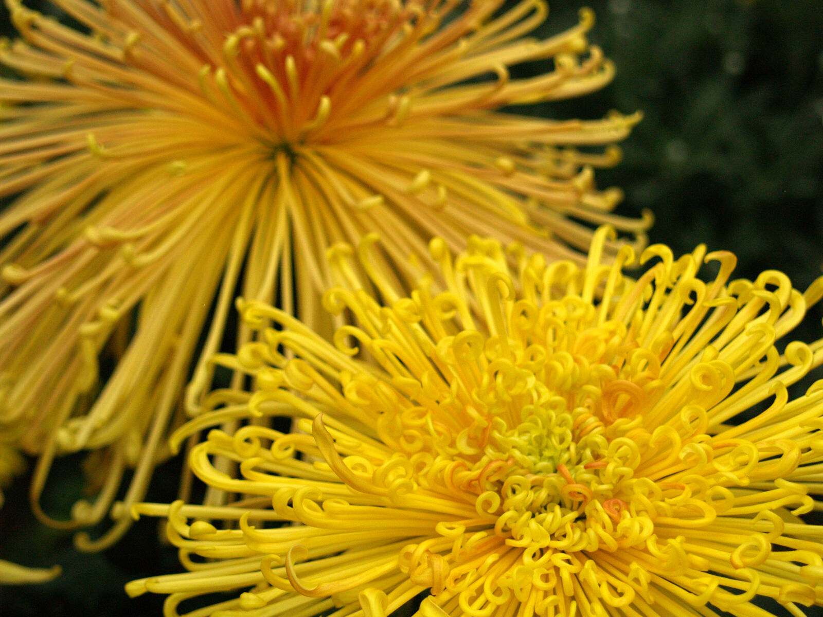 Olympus E-500 (EVOLT E-500) sample photo. Chrysanthemum, flowers, yellow photography