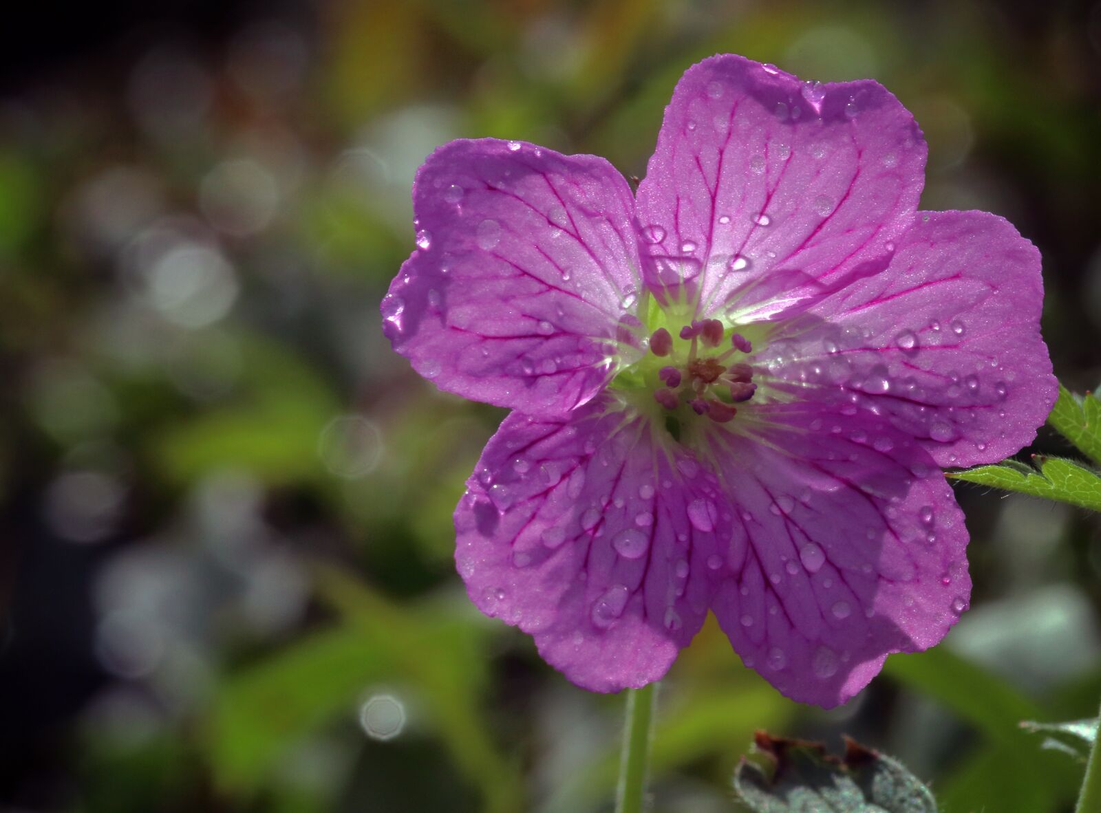 Canon EOS 80D sample photo. Purple, flower, garden photography