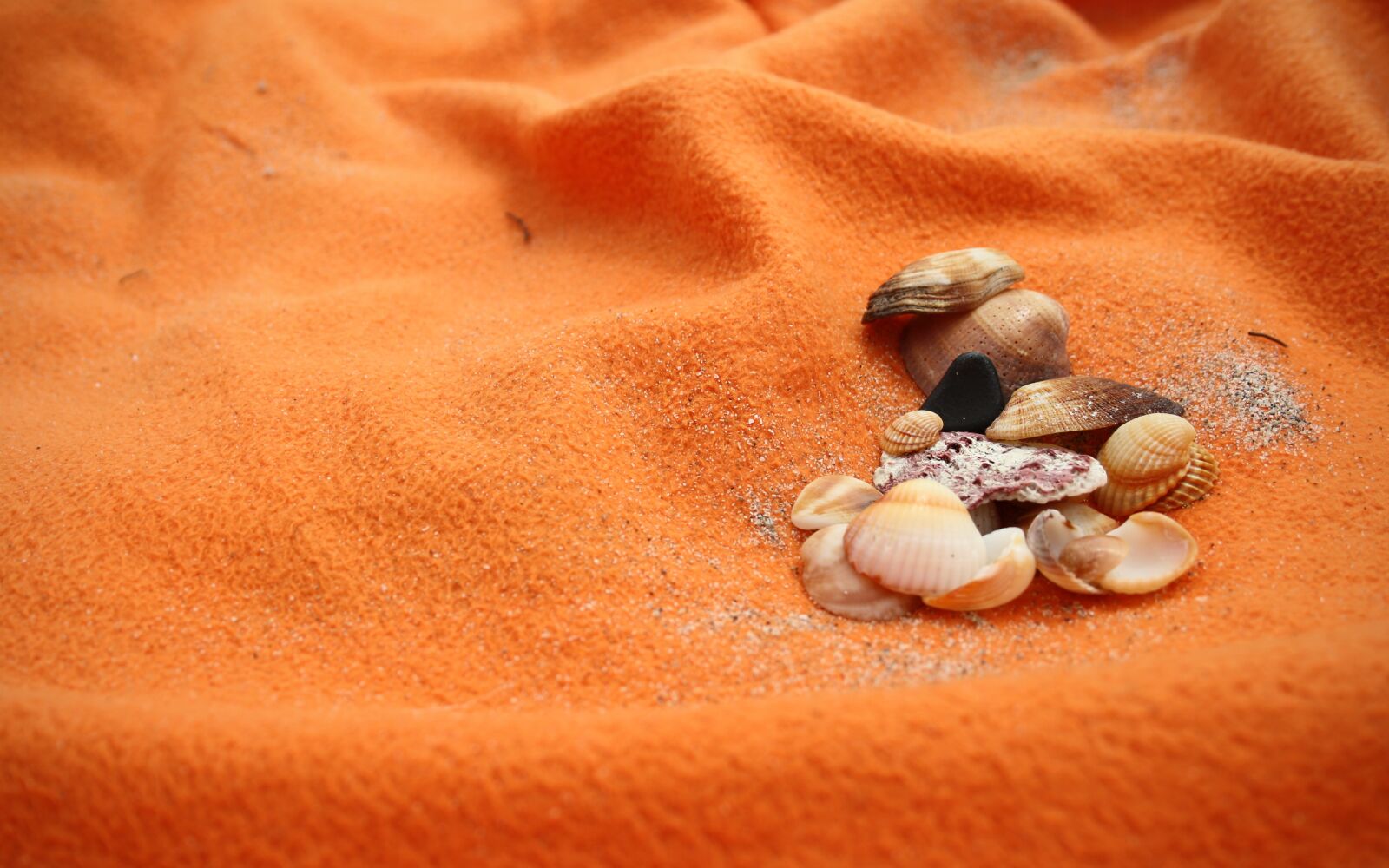 Canon EOS 1000D (EOS Digital Rebel XS / EOS Kiss F) sample photo. Sea, seashells, beach photography