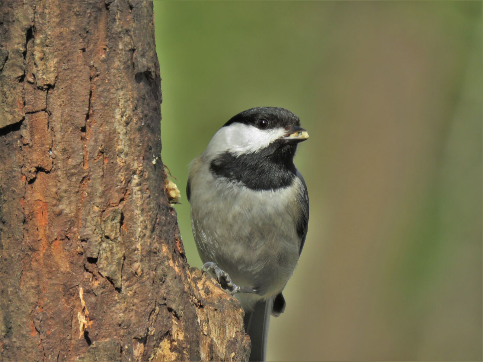 Canon PowerShot SX60 HS sample photo. Bird, wildlife, nature photography