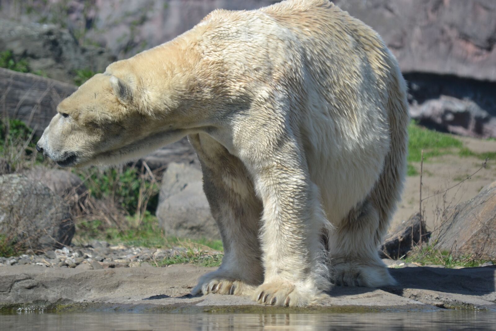 Nikon D3100 sample photo. Polar bear, predator, zoo photography