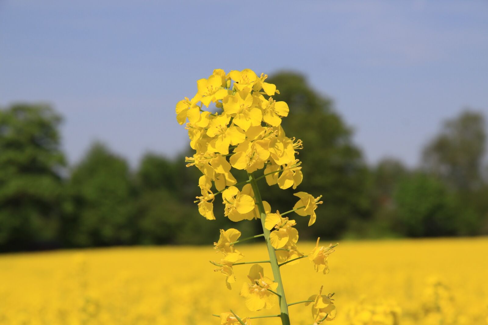 Canon EOS 50D sample photo. Flower, field, natural photography
