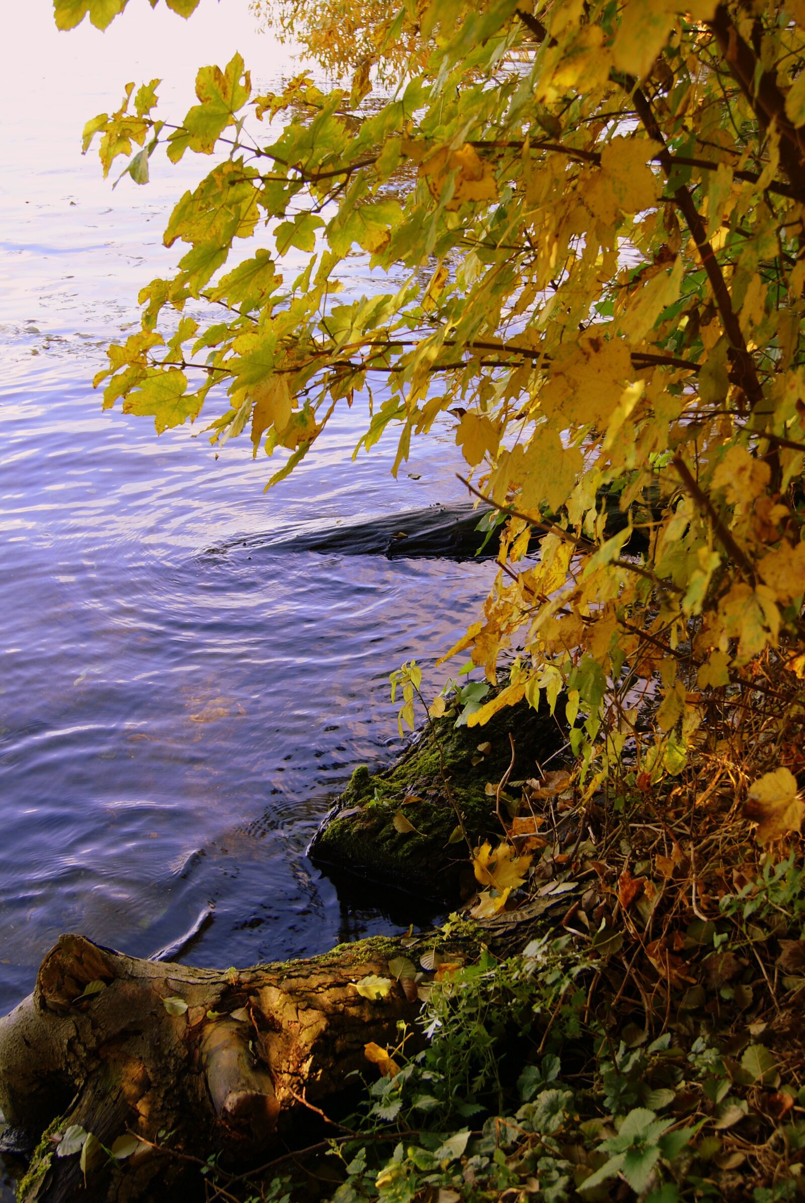 Sony Alpha DSLR-A230 sample photo. Nature, lake, river photography