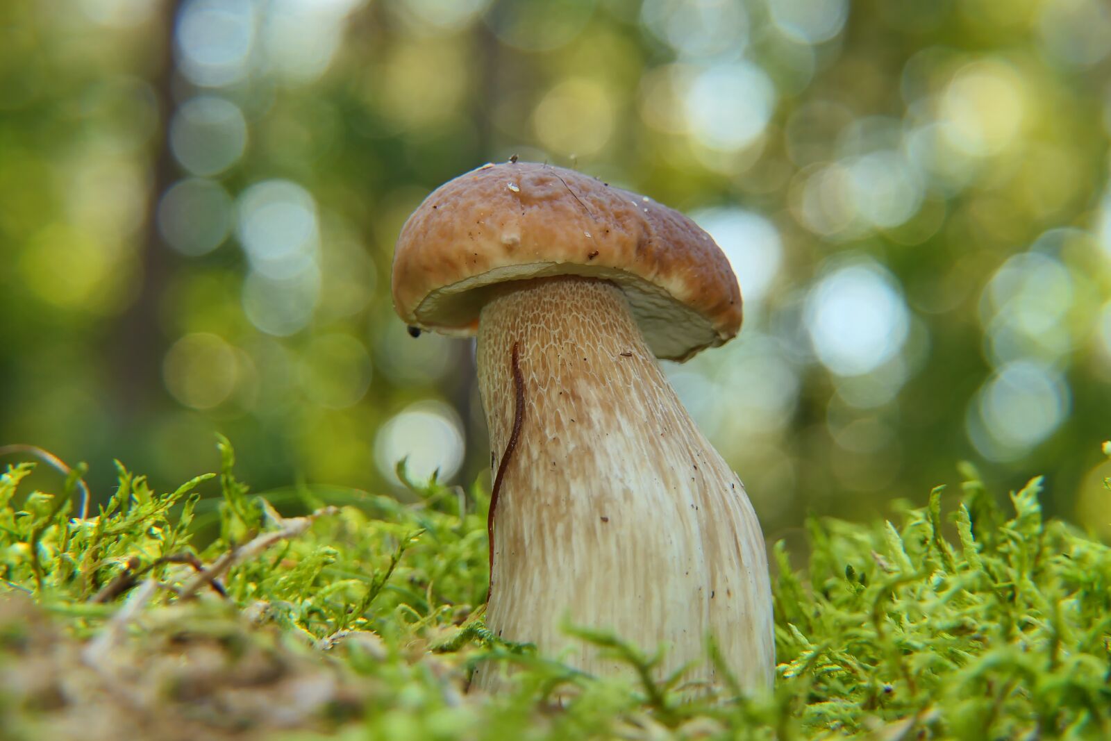 Panasonic Lumix DMC-FZ2500 (Lumix DMC-FZ2000) sample photo. Boletus edulis, mushroom, edible photography
