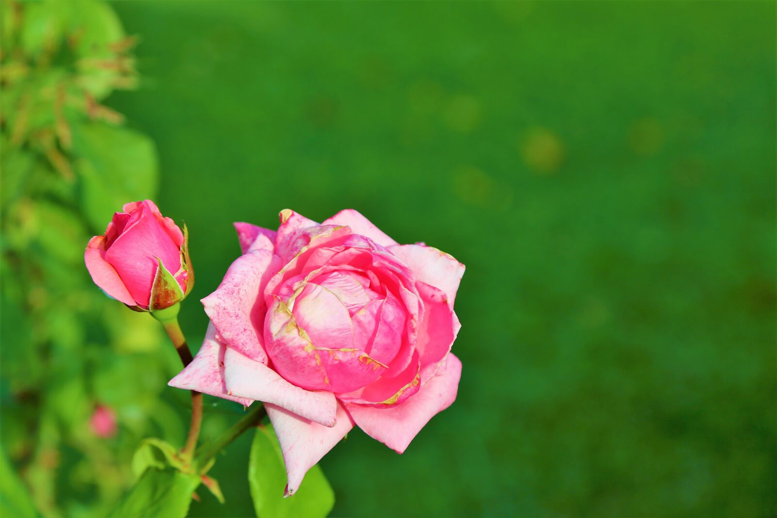 Canon EF 24-105mm F4L IS USM sample photo. Rose, nature, green photography