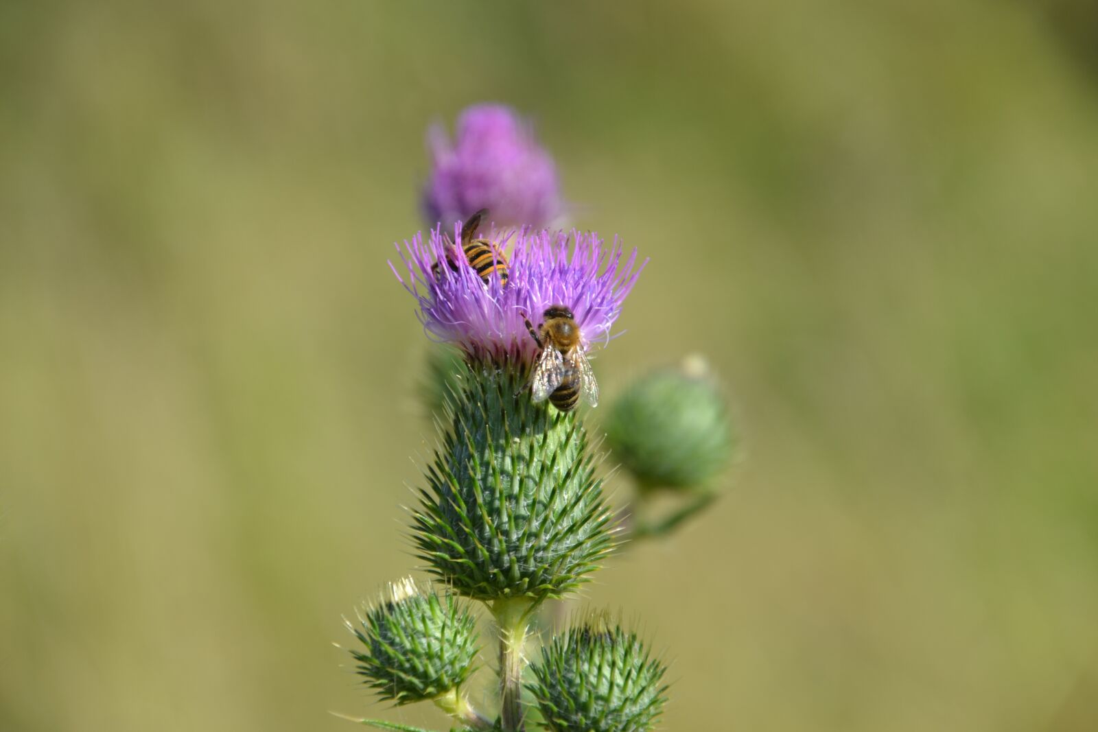 Nikon D3100 sample photo. Thistles, thistle flower, blossom photography