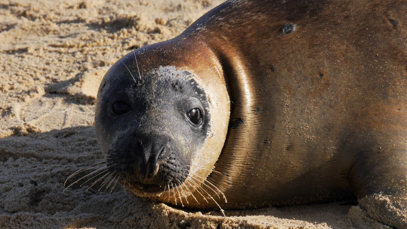 Panasonic Lumix DMC-G6 sample photo. Grey seal, horsey beach photography