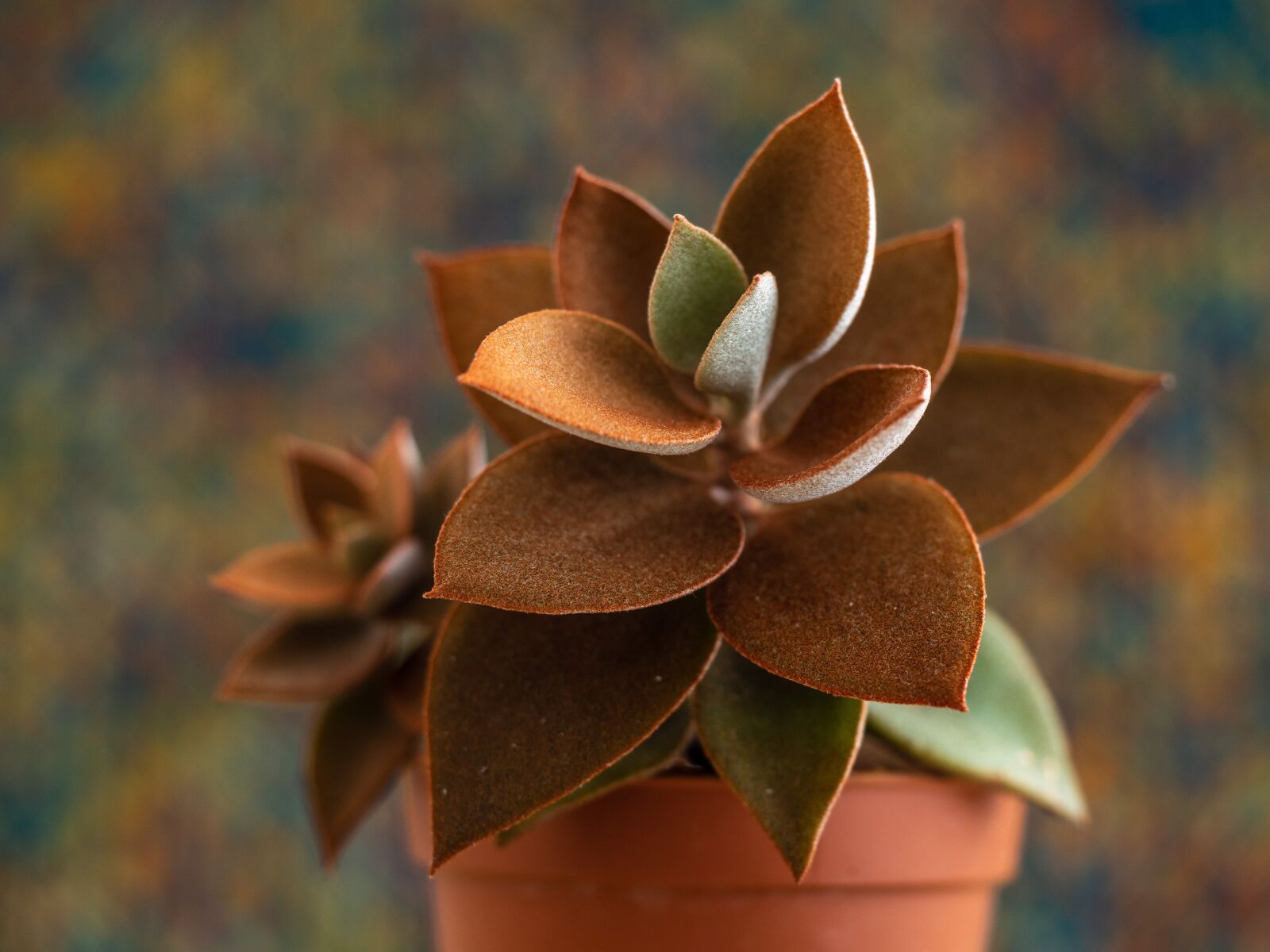Olympus OM-D E-M10 III sample photo. Plant, kalanchoe, orgyalis photography