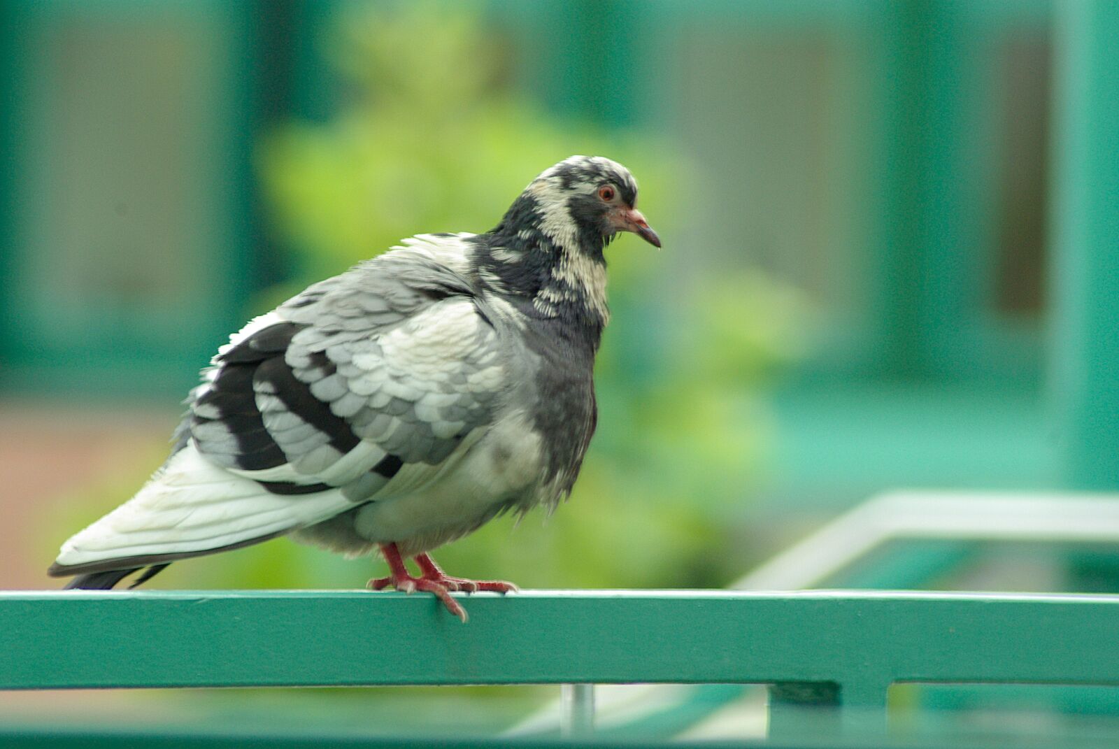 Samsung GX-10 sample photo. Pigeon, railing, sitting photography