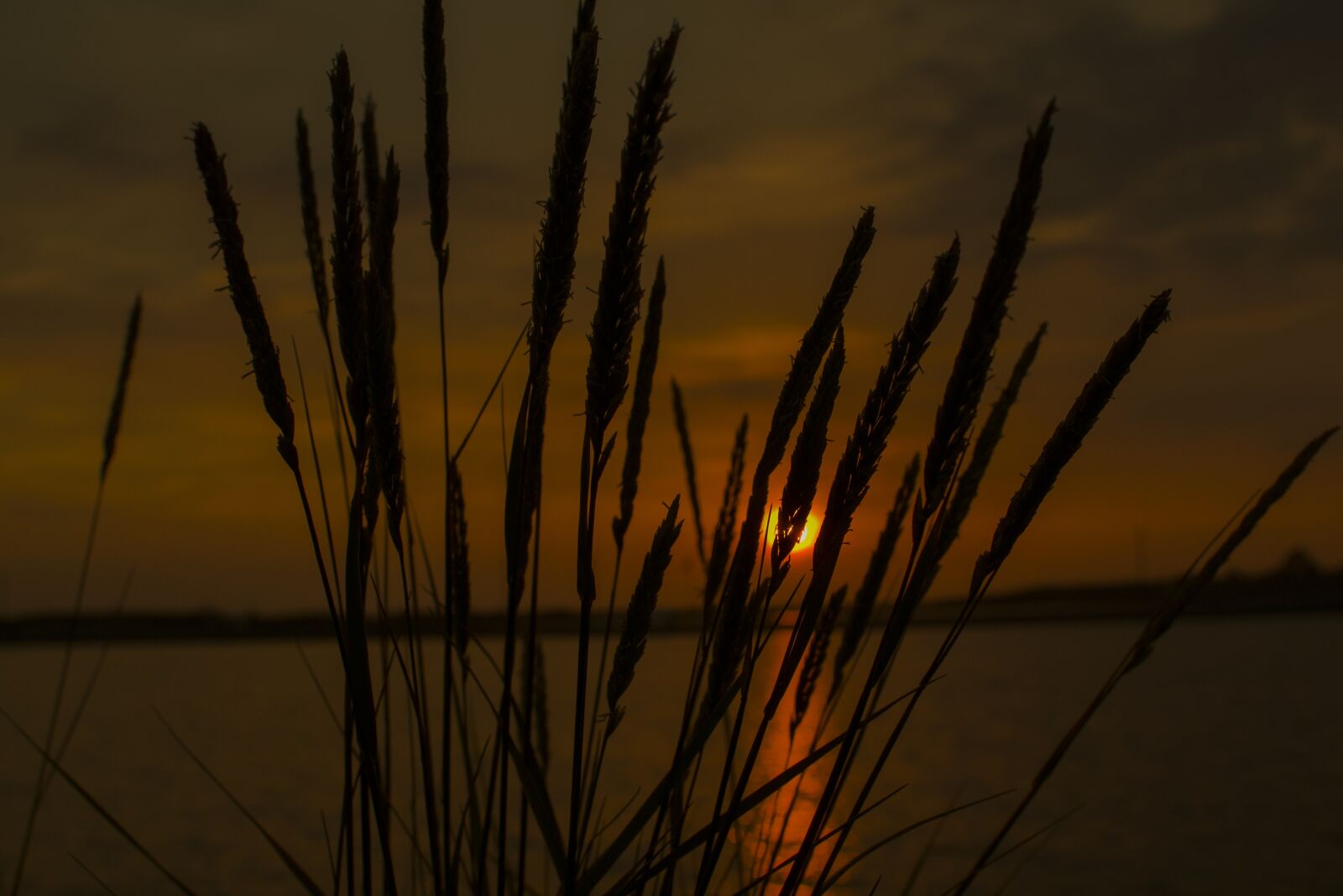 Nikon D3100 sample photo. Nature, reed, dawn photography