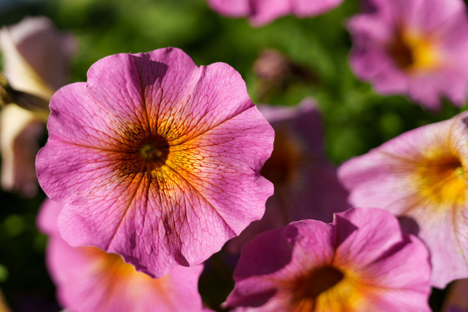 Sigma 28-105mm F2.8 DG DN | Art sample photo. Sunshine flowers photography