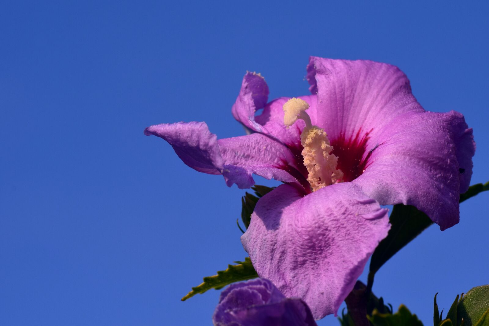 Nikon D3300 sample photo. Hibiscus, blossom, bloom photography