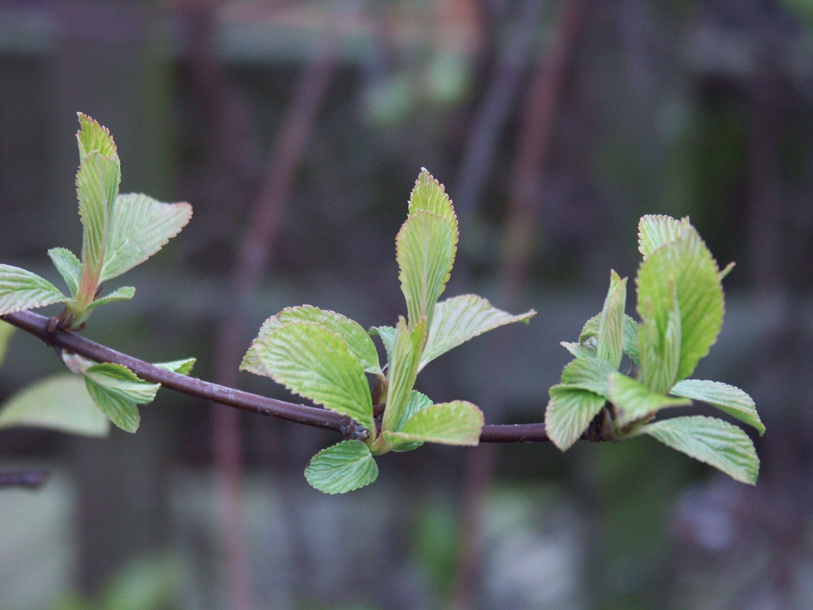 KONICA MINOLTA DiMAGE A1 sample photo. Sheet, plant, nature photography