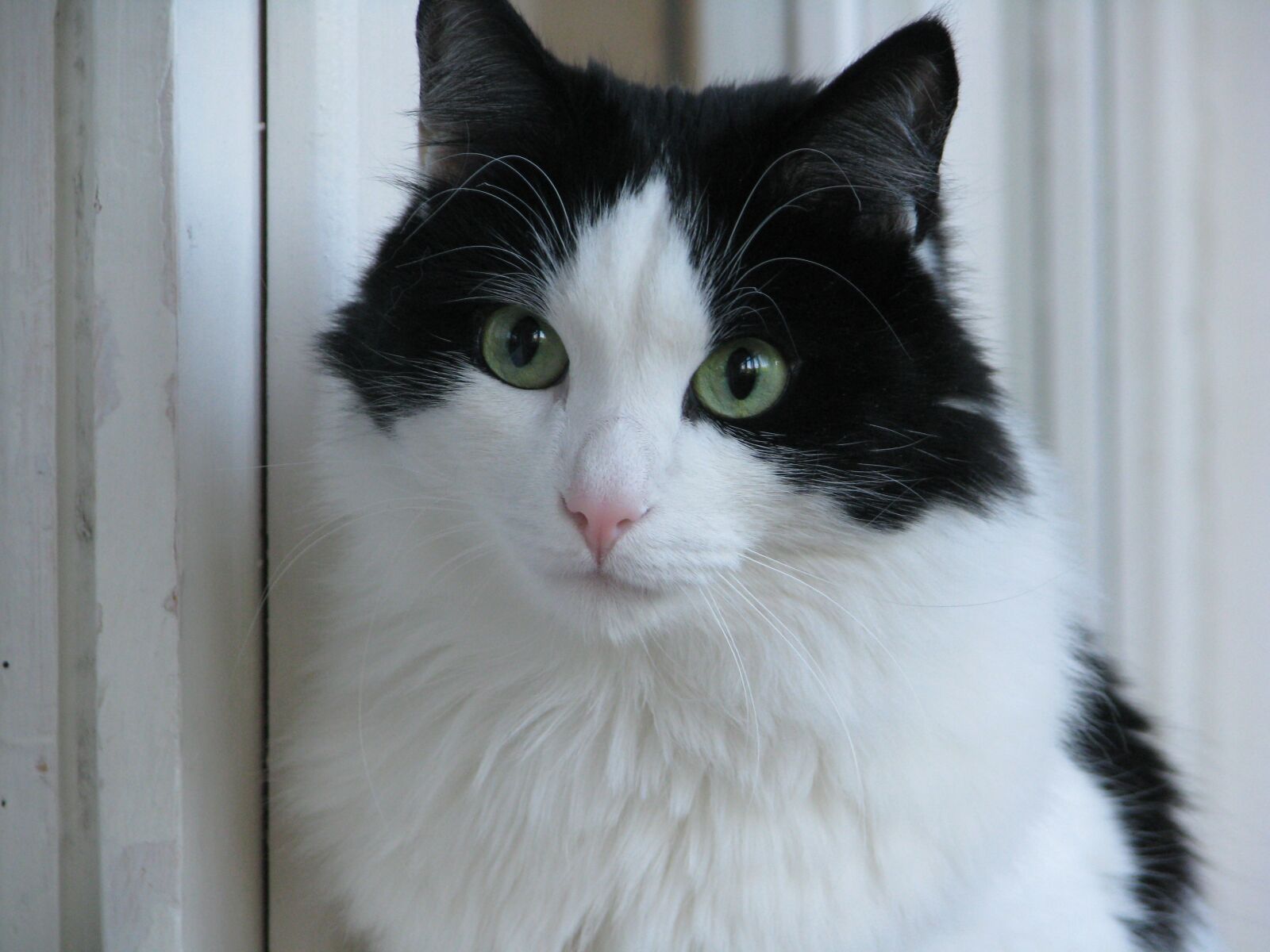 Canon POWERSHOT S5 IS sample photo. Cat, views, view photography