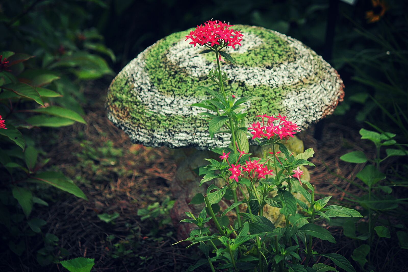 Canon EOS 550D (EOS Rebel T2i / EOS Kiss X4) sample photo. Garden, mushroom, nature photography