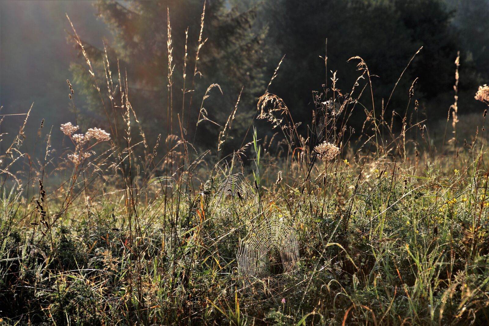 Canon EOS 80D sample photo. Dry grass, field, meadow photography