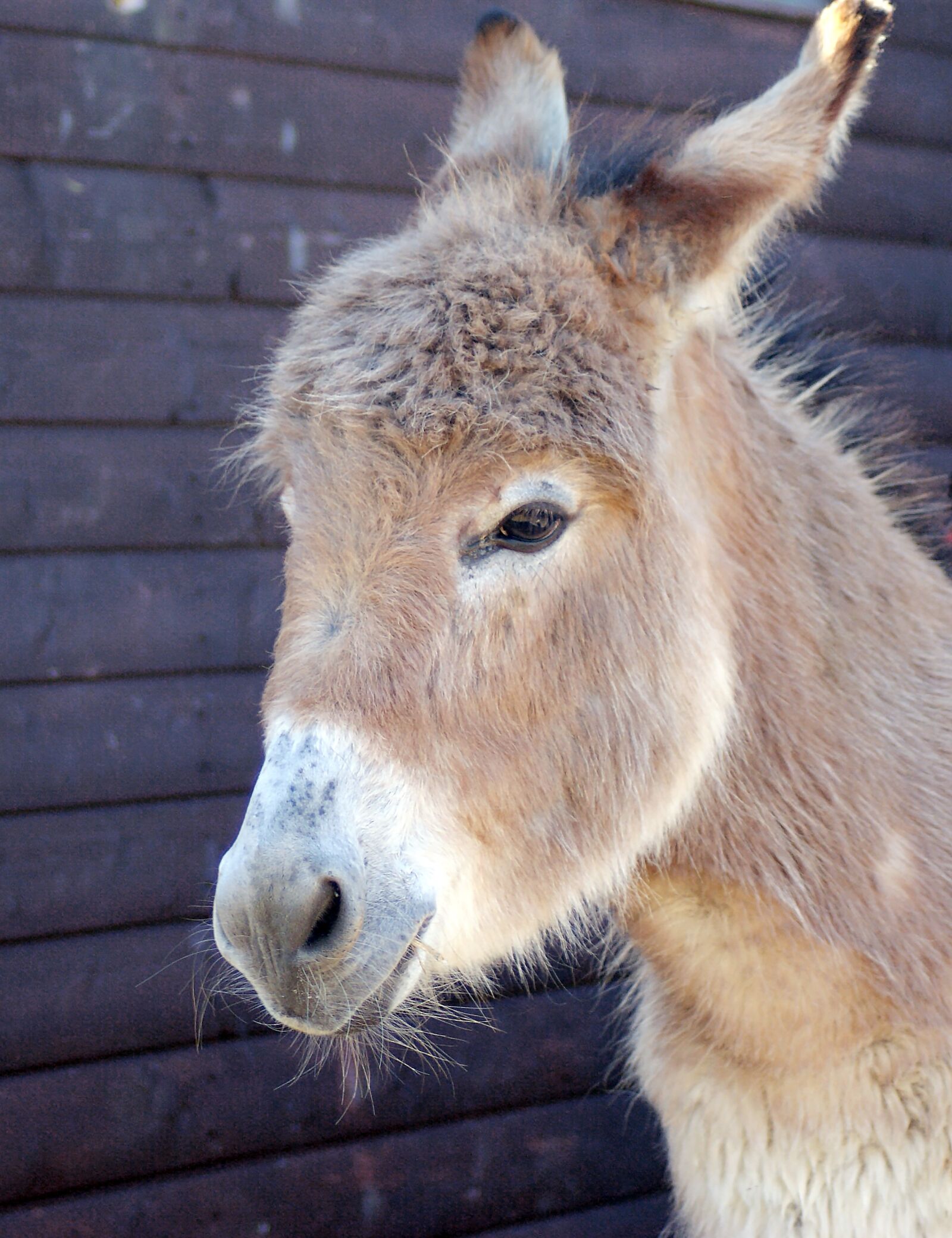 Sony Alpha DSLR-A300 sample photo. Animal, mammal, fur photography