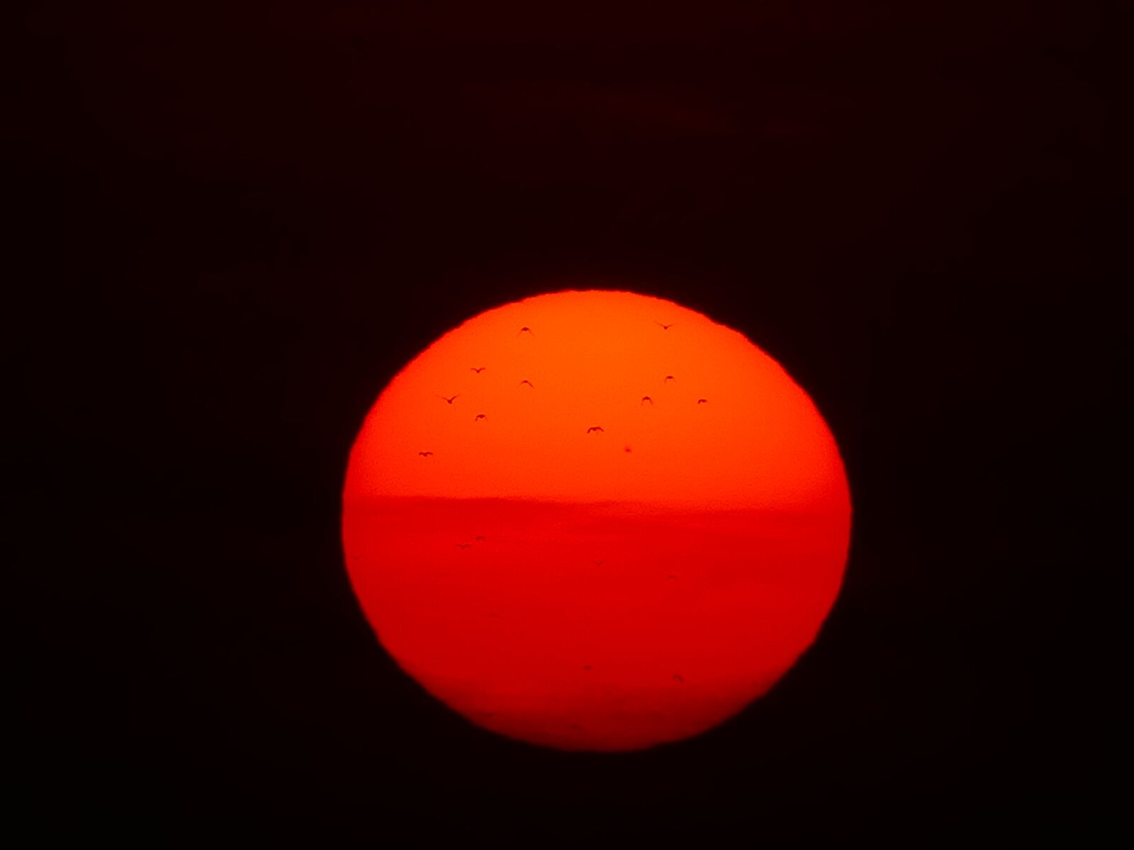 Panasonic Lumix DMC-FZ1000 sample photo. Sun, fireball, birds photography