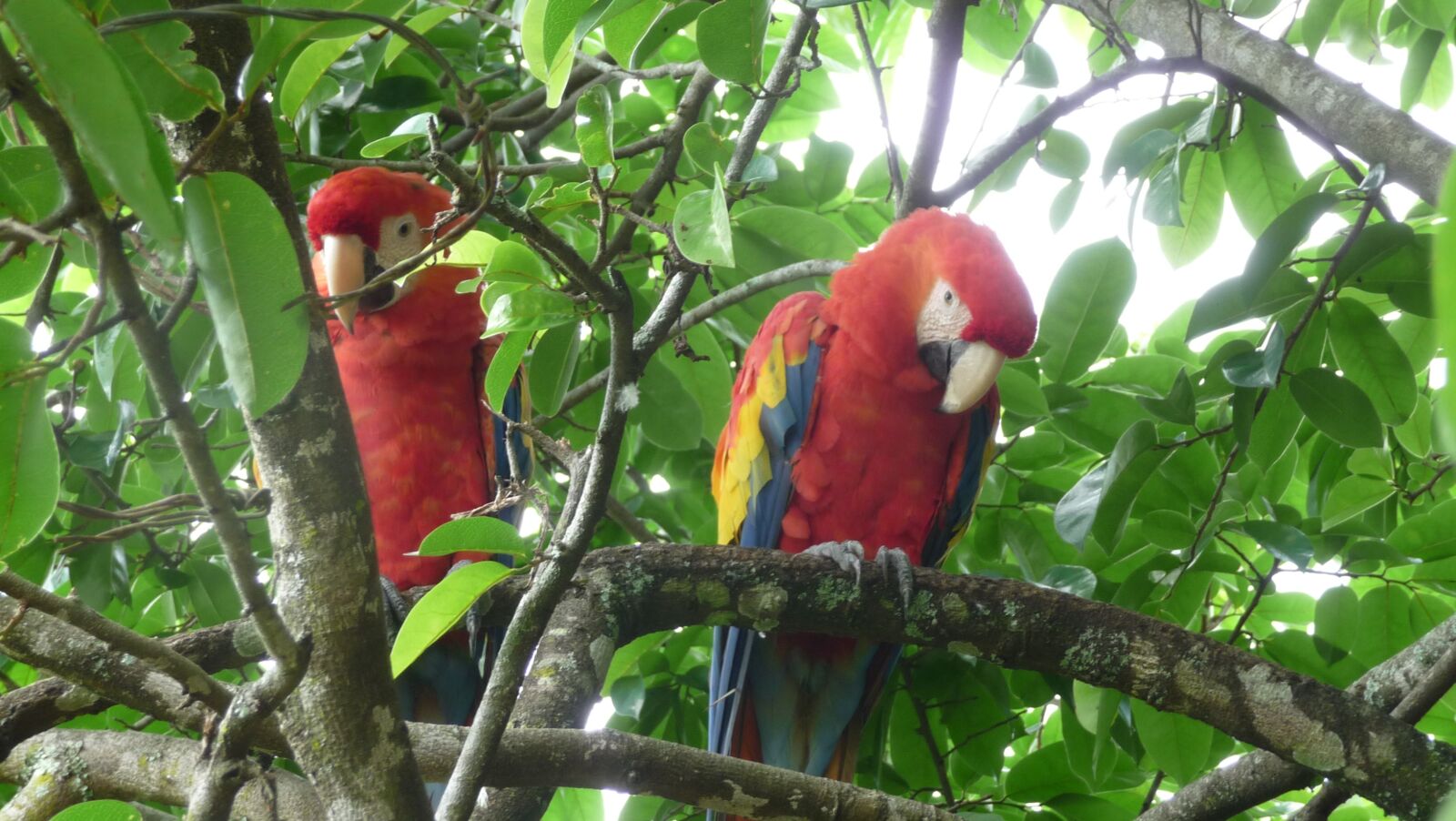 Panasonic Lumix DMC-TZ4 sample photo. Parrots, tree, red parrots photography