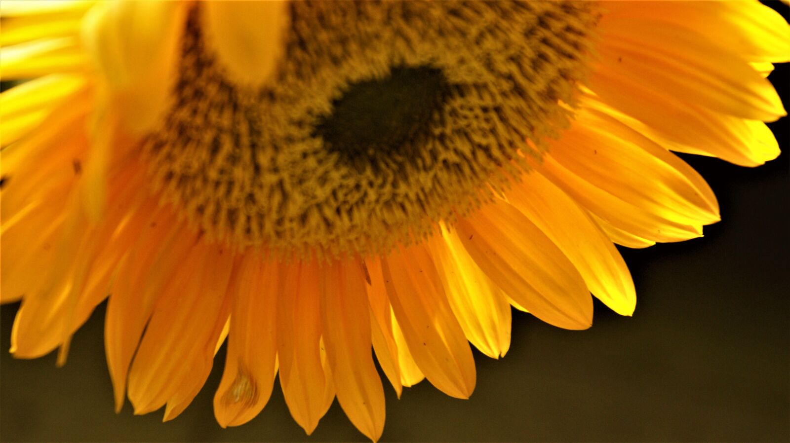 Sony Alpha DSLR-A350 sample photo. Sunflower, beauty, background photography