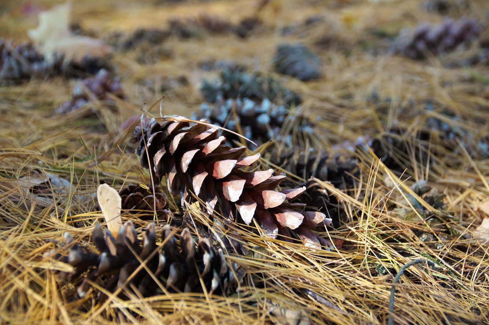 Sony SLT-A58 sample photo. Cone, with silvery, fallen photography