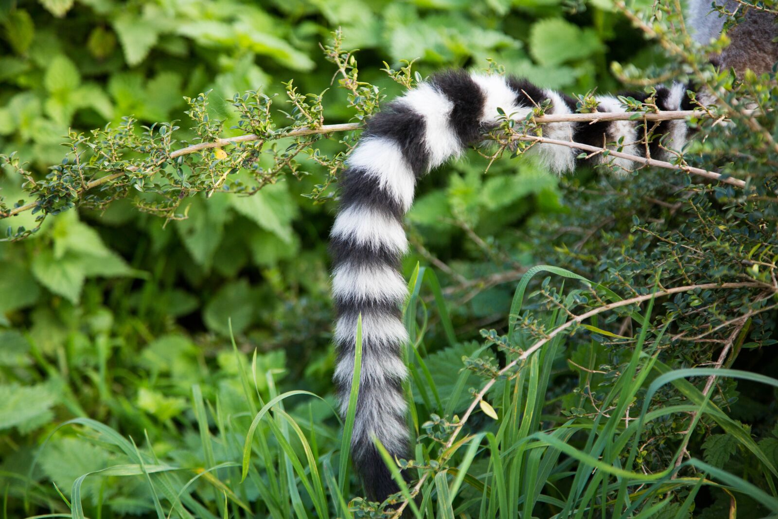 Canon EF 24-105mm F4L IS USM sample photo. Ring tail, lemur, primate photography