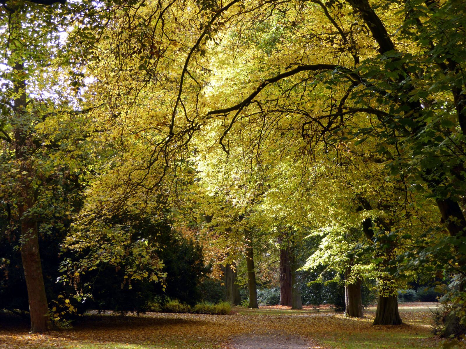 Panasonic DMC-TZ61 sample photo. Autumn, leaves, golden autumn photography