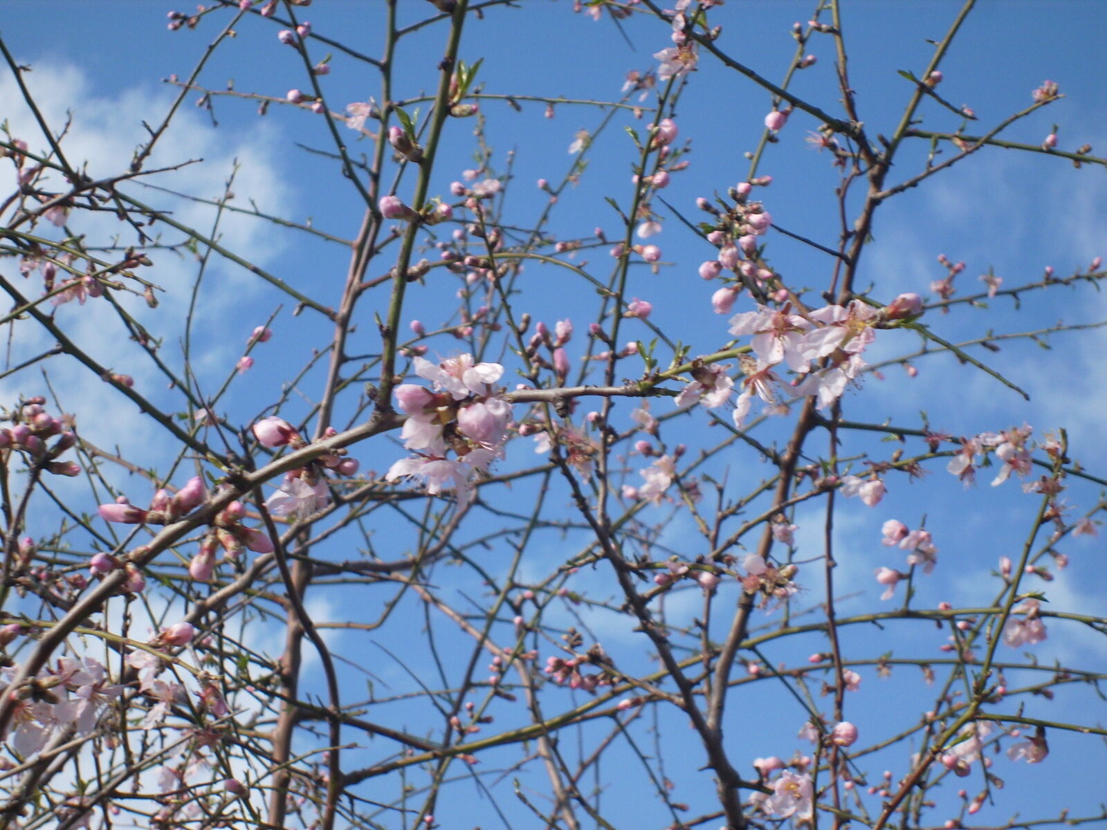 JENOPTIK DigitalCAM sample photo. Blossoms, cherry, nature photography