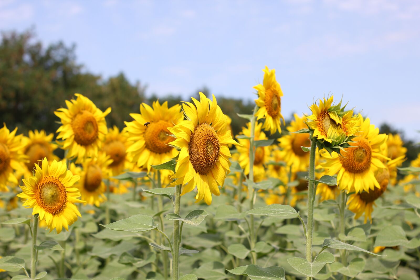 Canon EOS 550D (EOS Rebel T2i / EOS Kiss X4) sample photo. Sunflower, flower, bloom photography