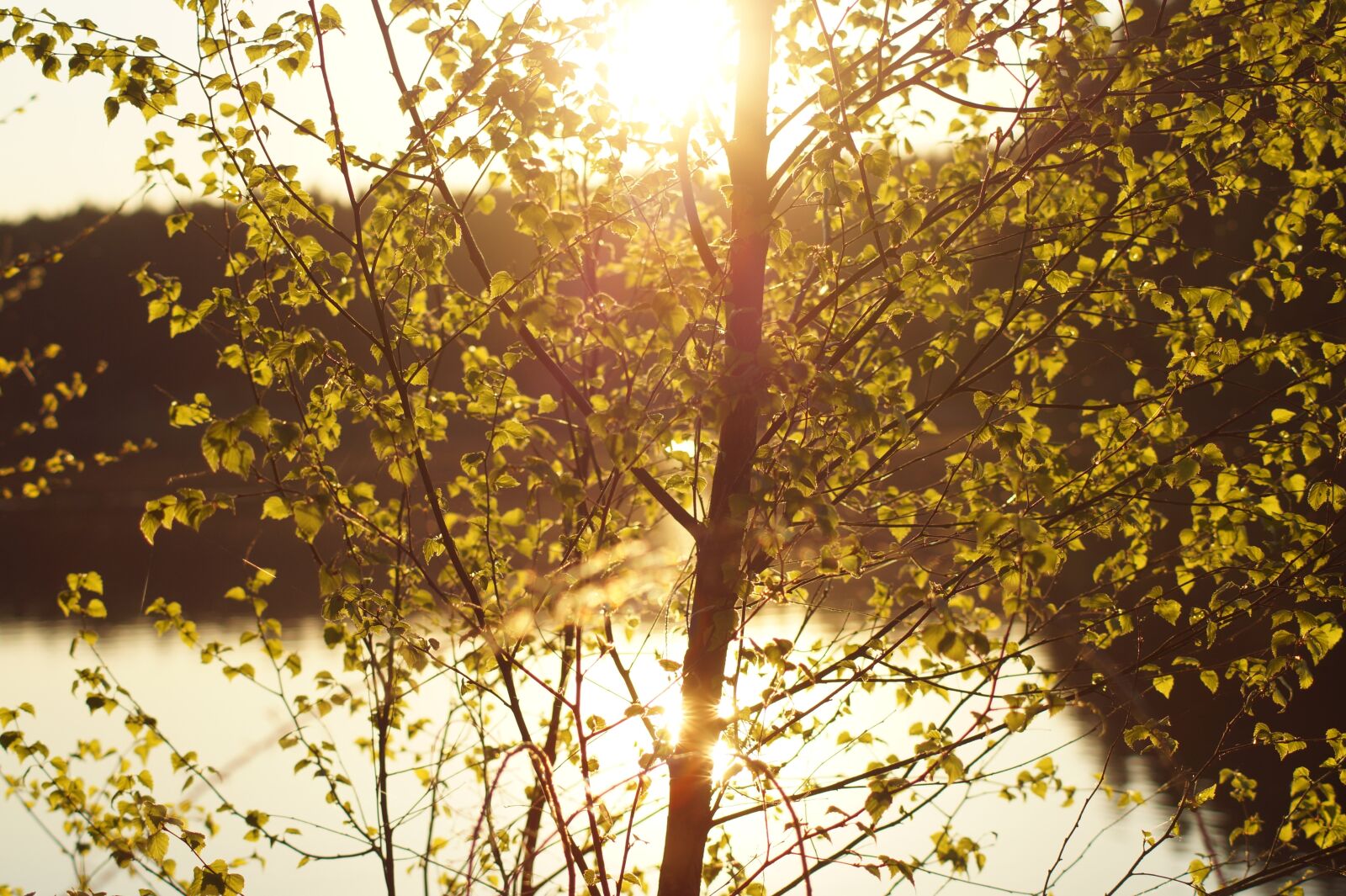 Sony SLT-A58 sample photo. Tree, sun, summer photography