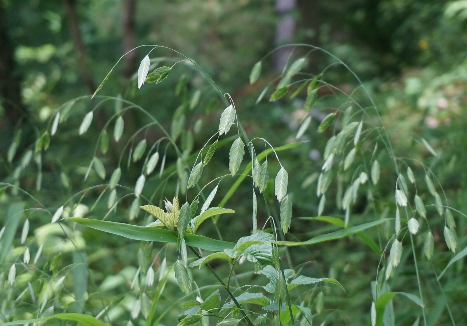 Sony Alpha NEX-5T sample photo. Wild oats, oats, wild photography
