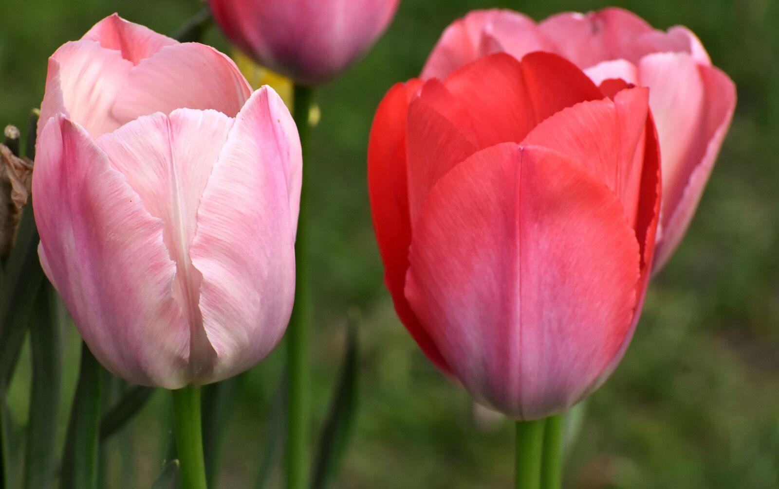 Nikon D7200 sample photo. Tulips, flowers, colorful photography