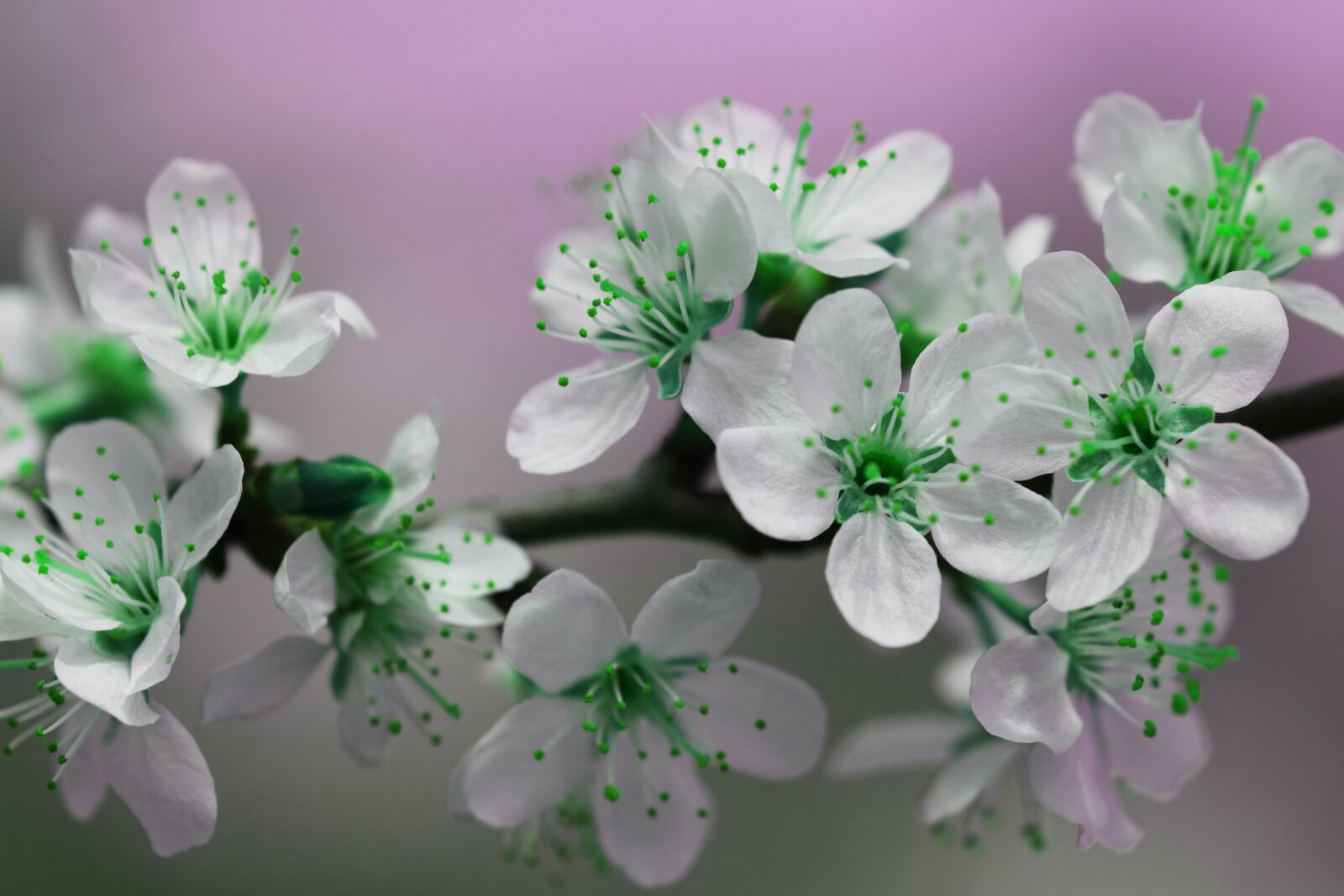 Canon EOS 550D (EOS Rebel T2i / EOS Kiss X4) sample photo. Blooms, blossom, blossoms, botanist photography