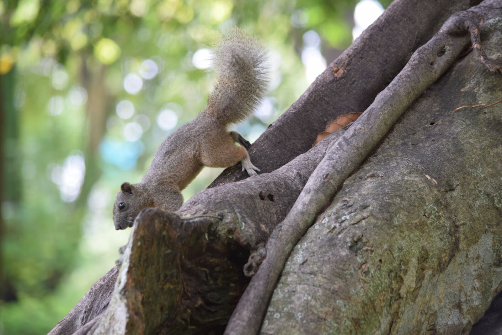 Nikon D3300 sample photo. Squirrel, animal, wild nature photography