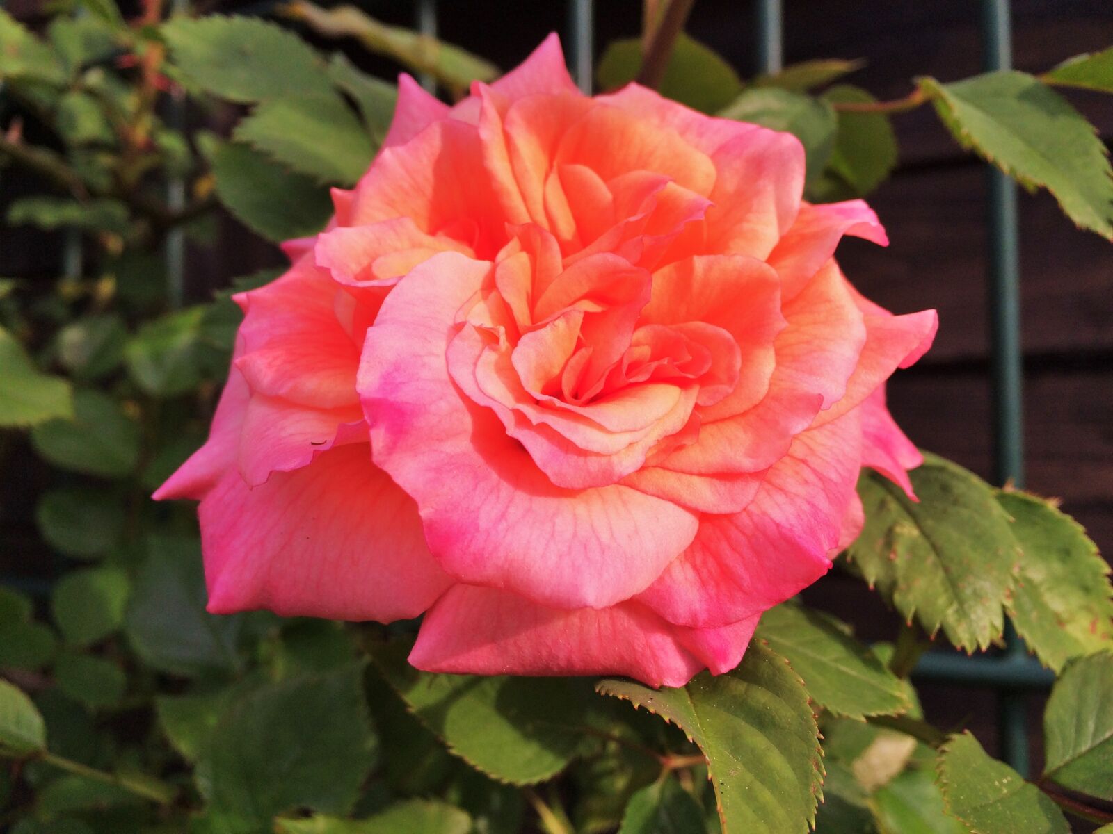 iPhone 5s back camera 4.15mm f/2.2 sample photo. Rose, nature, flower photography