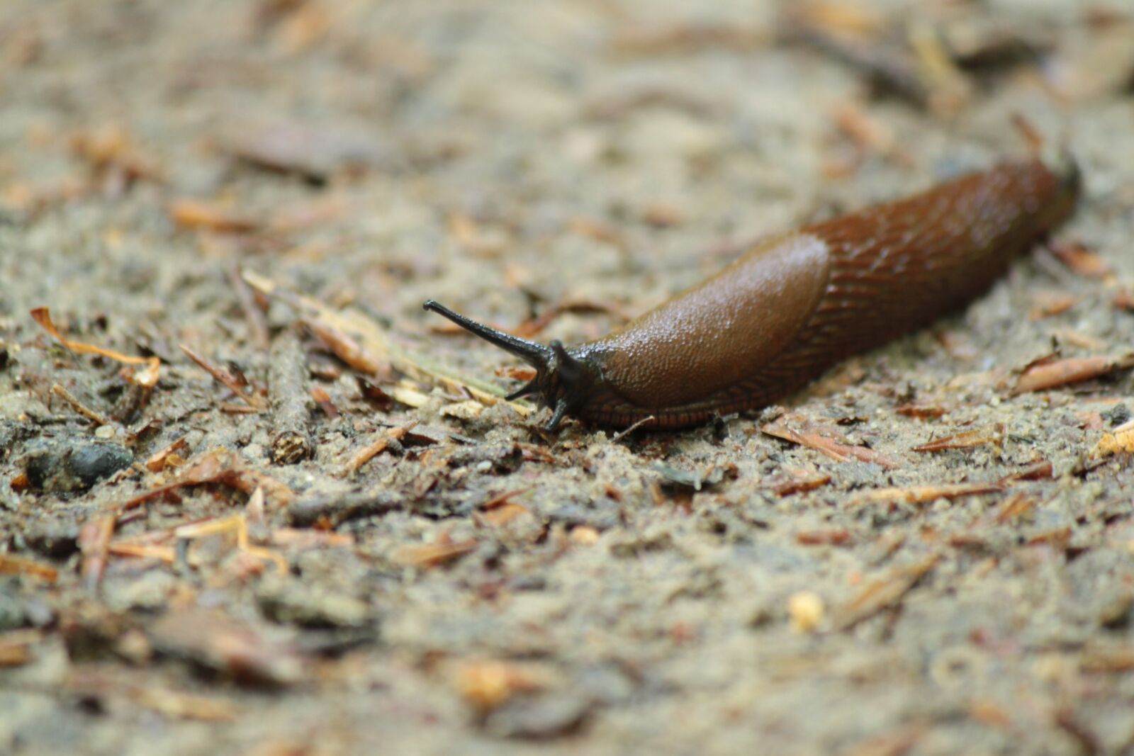Canon EOS 500D (EOS Rebel T1i / EOS Kiss X3) sample photo. Slug, snail, snails photography