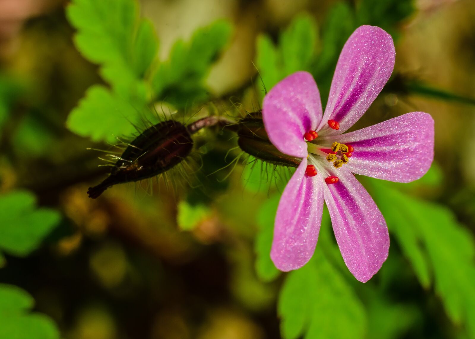 Nikon D7000 sample photo. Flower, macro, pink photography
