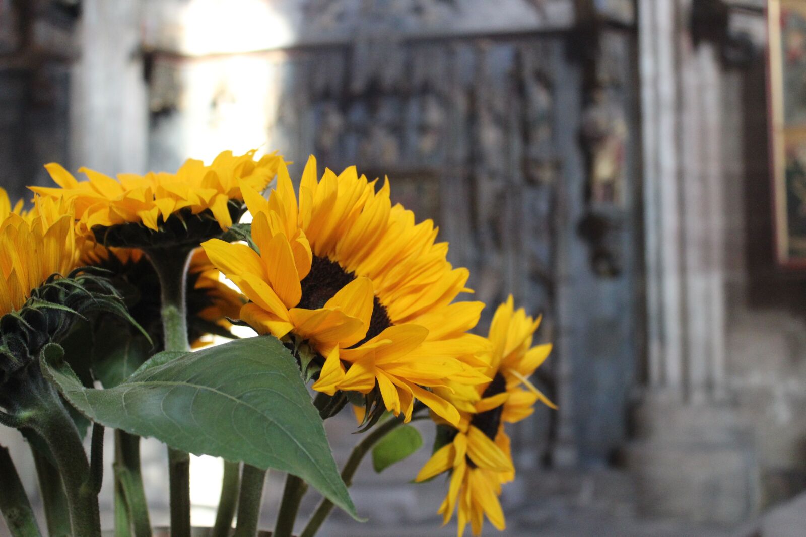Canon EOS 1300D (EOS Rebel T6 / EOS Kiss X80) sample photo. Sunflower, bouquet, yellow photography