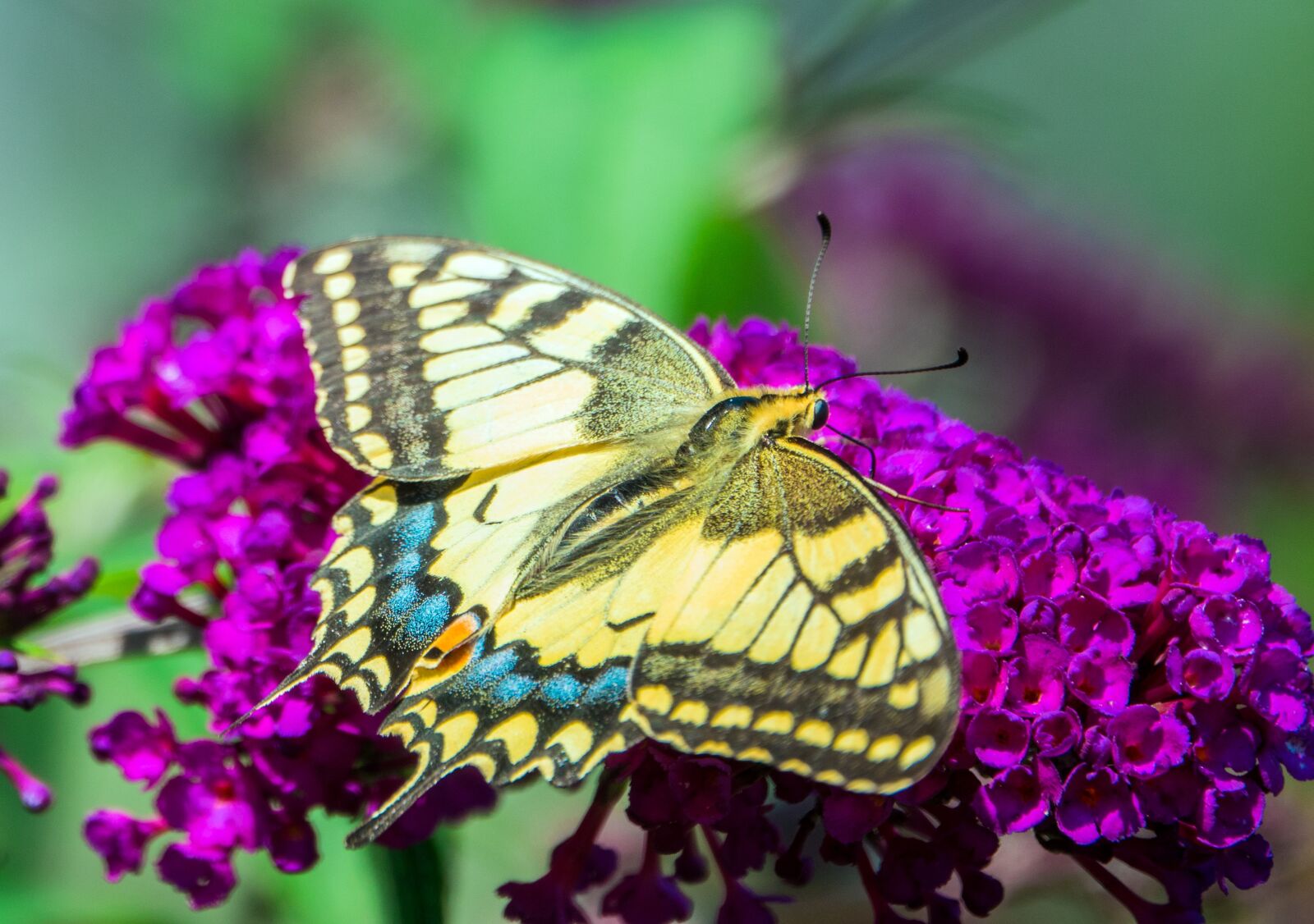 Sony Cyber-shot DSC-RX10 III sample photo. Dovetail, butterfly, nature photography