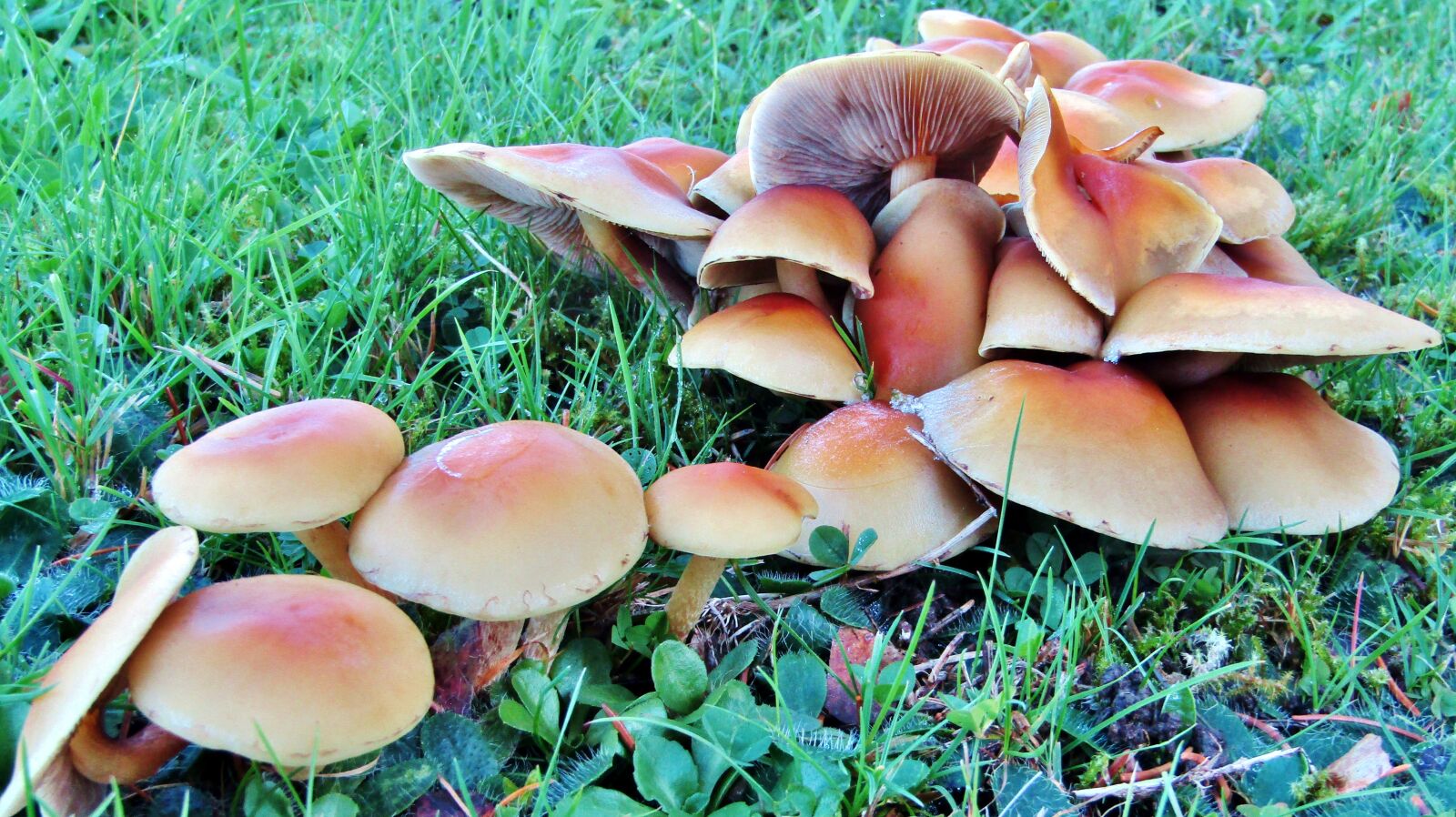 Canon POWERSHOT SX432 IS sample photo. Mushrooms, garden, autumn photography