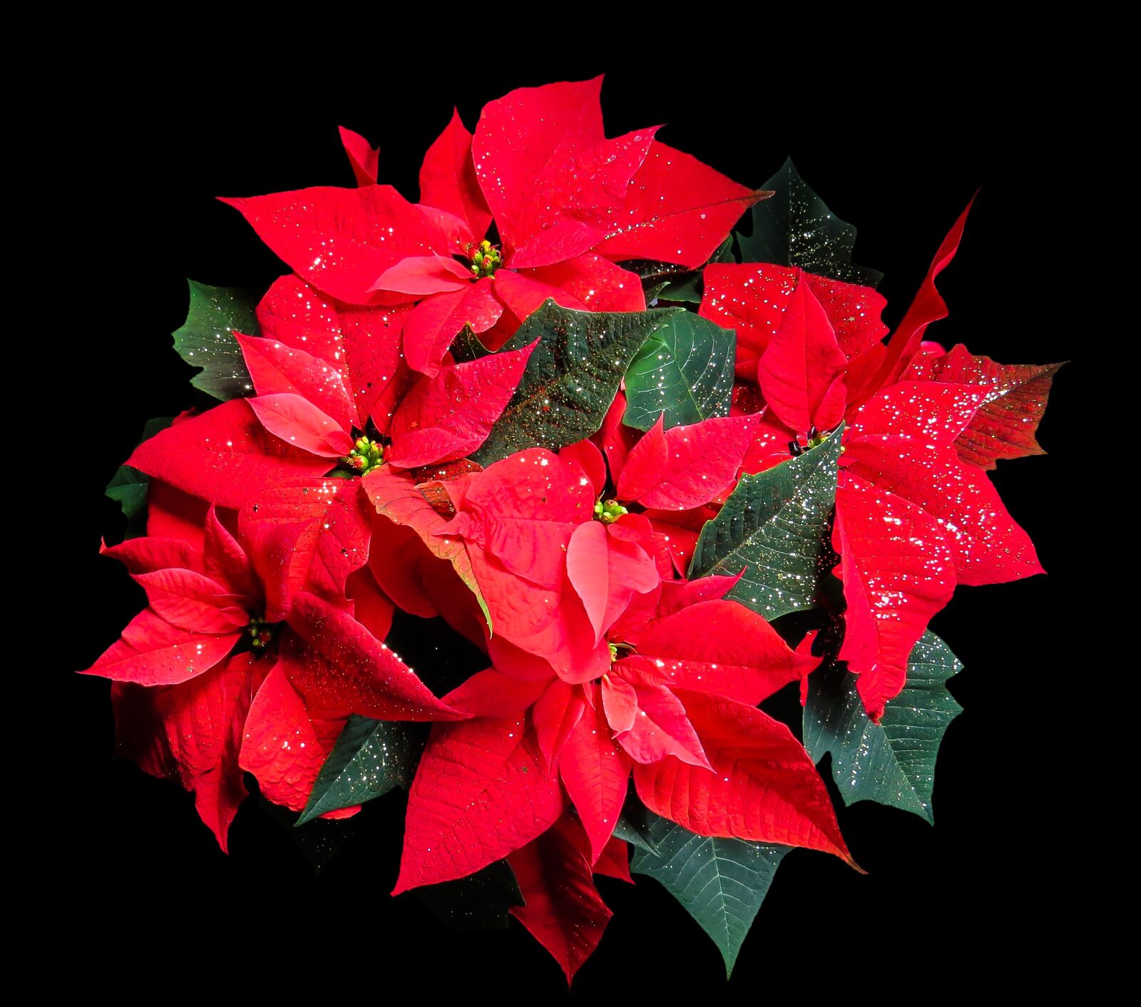 Canon PowerShot SX50 HS sample photo. Flower, poinsettia, plant photography