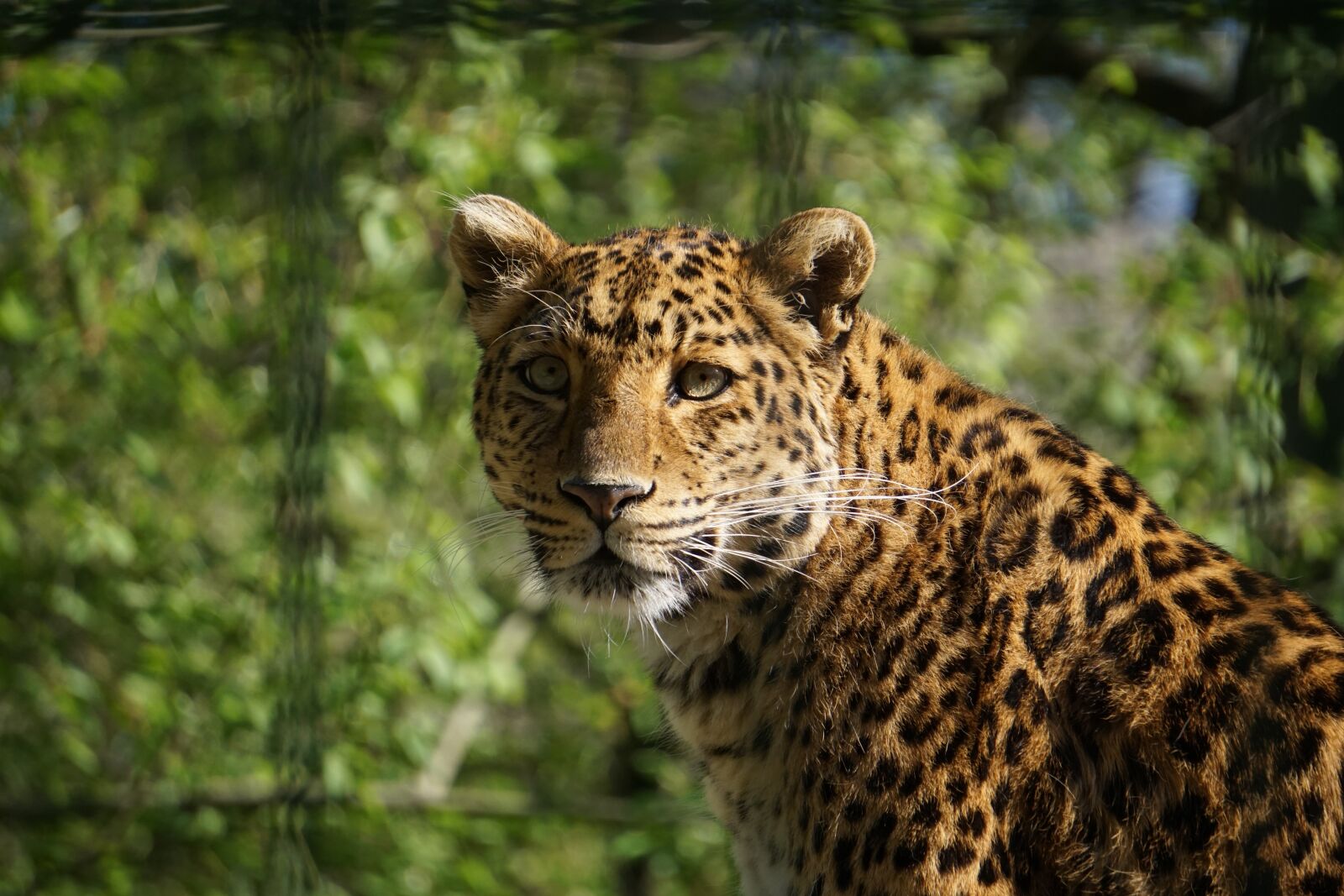 Sony a6000 sample photo. Leopard, dangerous, predator photography