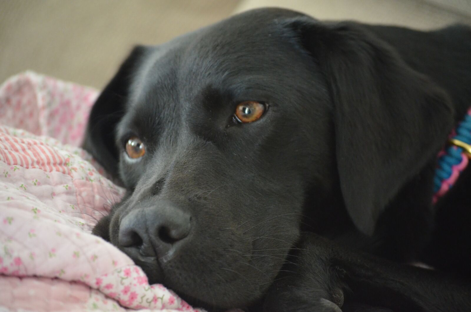 Nikon D5100 sample photo. Labrador, dog, black photography