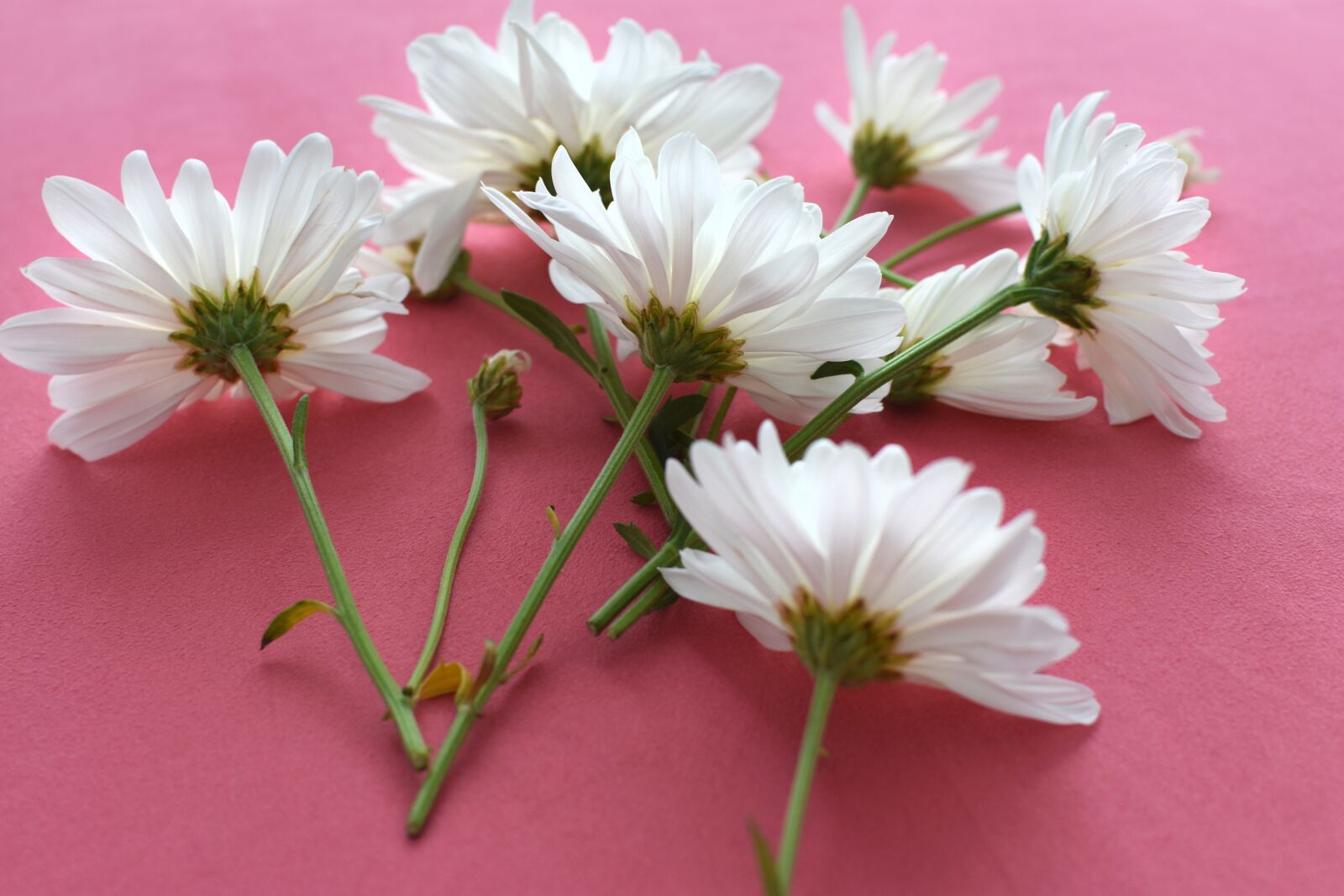 Nikon D3400 sample photo. Autumn, flowers, white photography