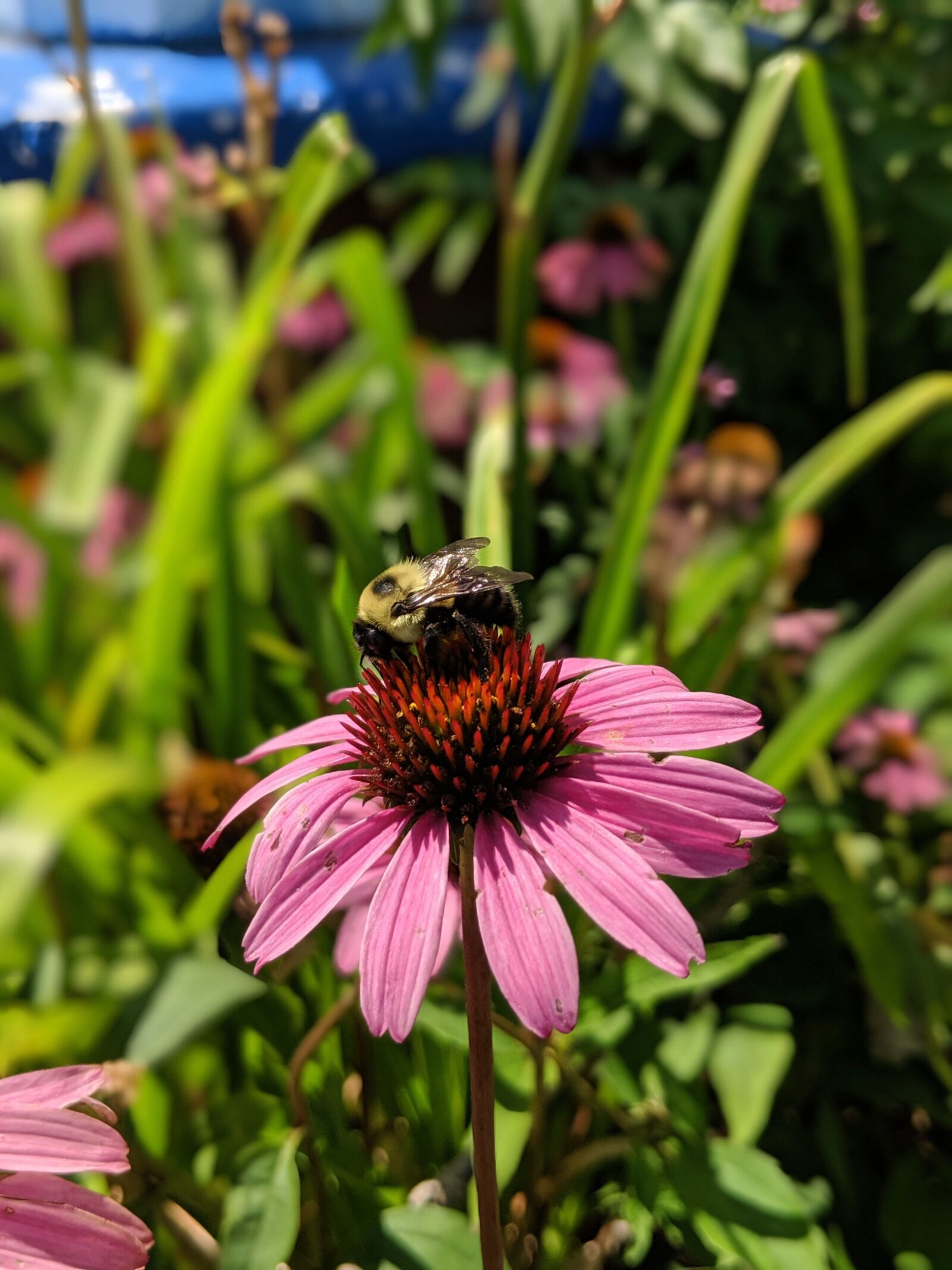 Google Pixel 2 sample photo. Spring equinox, ester, earth photography